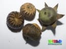 Sonneratia alba