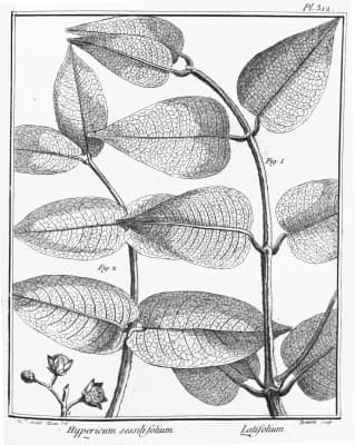 Vismia sessilifolia