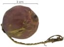 Bactris major