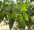 Colophospermum mopane