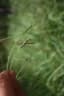 Hyperthelia dissoluta