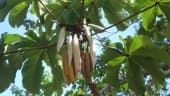 Cecropia glaziovii