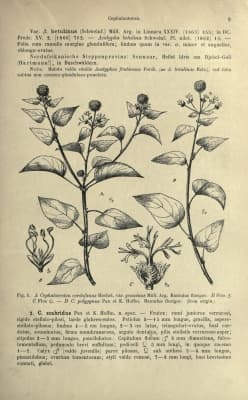 Cephalocroton cordofanus