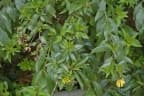 Cestrum parqui