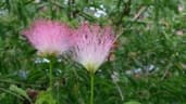 Calliandra surinamensis