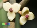 Knema globularia