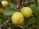 Psidium guajava