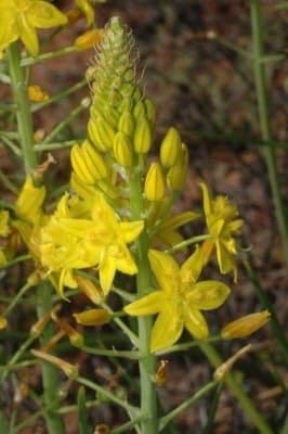 Bulbine bulbosa