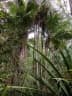 Dypsis fibrosa
