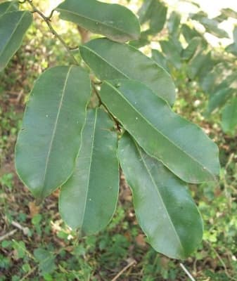Margaritaria discoidea