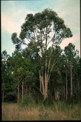 Eucalyptus robusta