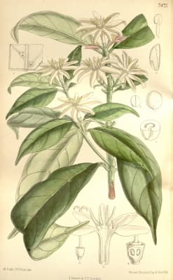 Coffea stenophylla