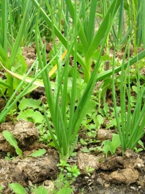 Allium cepa aggregatum