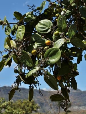 Strychnos pseudoquina