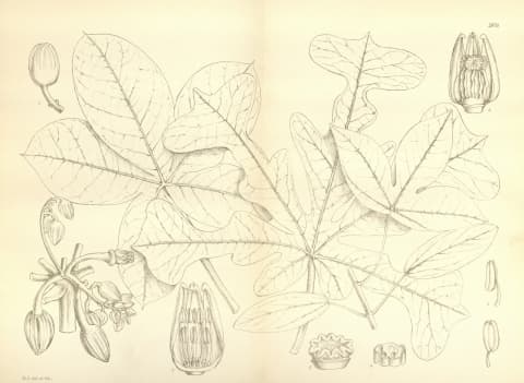 Manihot dichotoma