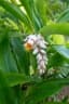 Alpinia zerumbet