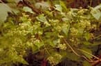 Mikania micrantha