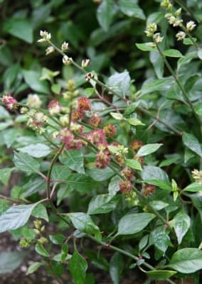 Pupalia lappacea