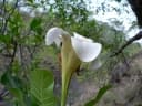 Gardenia imperialis