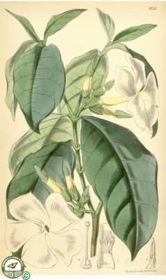 Callichilia barteri