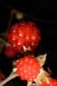 Rubus moluccanus
