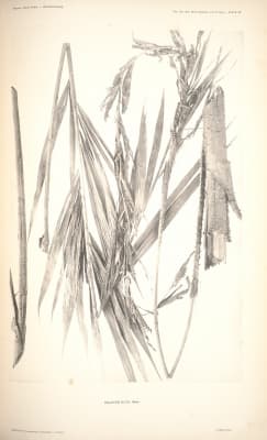 Calamus ulur
