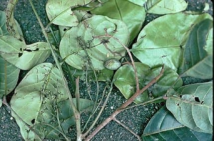 Dacryodes nitens