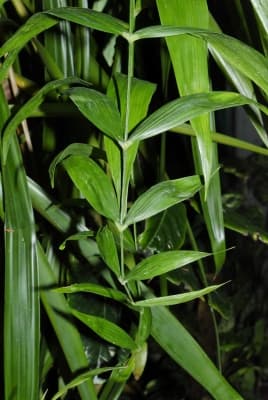 Chamaedorea elatior