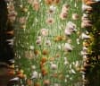 Ceiba speciosa
