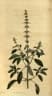Ocimum americanum