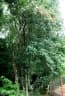 Citharexylum montevidense