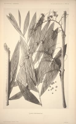 Calamus symphysipus