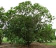 Colubrina oppositifolia