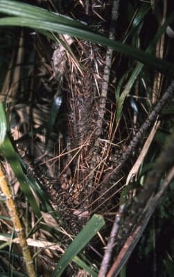 Calamus rhabdocladus