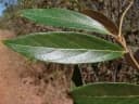 Ocotea aciphylla