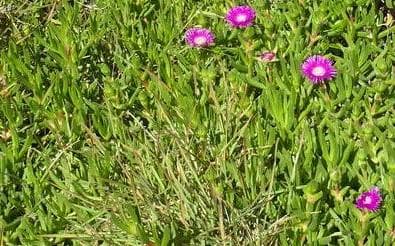 Carpobrotus deliciosus