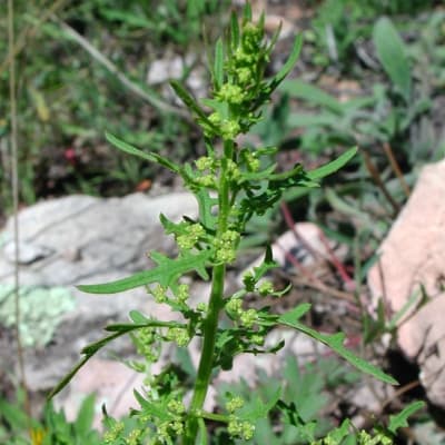 Chenopodium graveolens