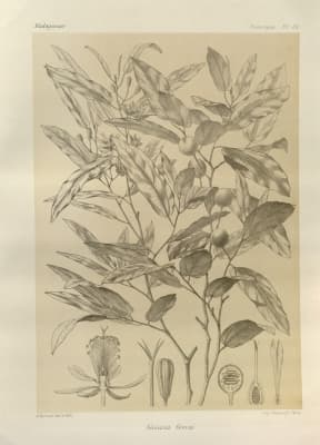 Grewia grevei