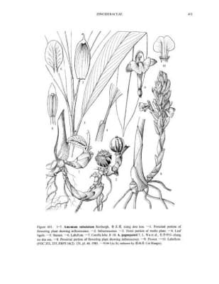 Amomum gagnepainii