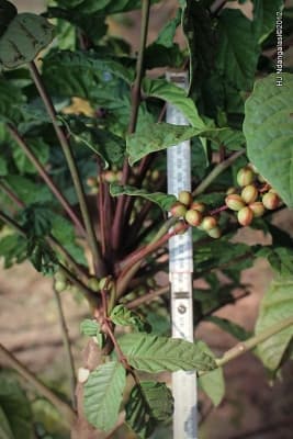 Brucea antidysenterica