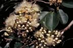 Syzygium sayeri