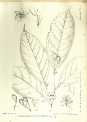 Anaxagorea luzonensis