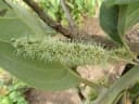 Terminalia avicennioides