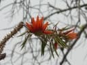 Erythrina stricta