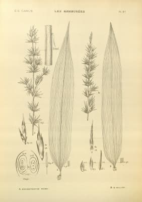 Schizostachyum blumei