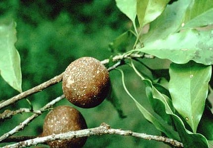 Chrysophyllum venezuelanense