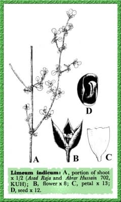 Limeum obovatum