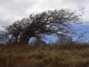 Erythrina sandwicensis