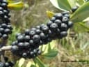 Myrsine parvifolia