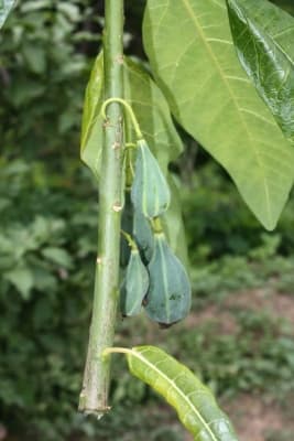 Vasconcellea quercifolia
